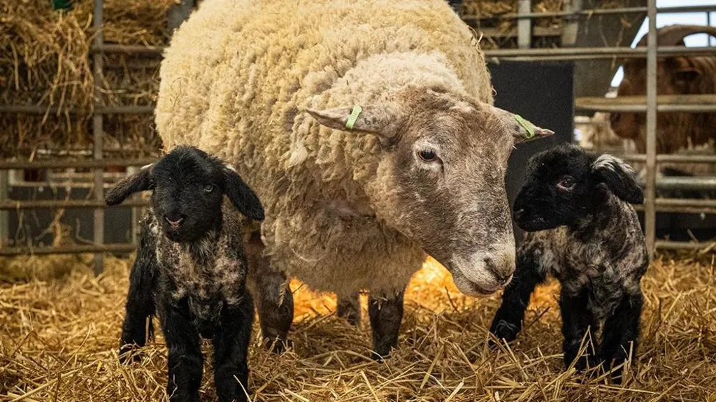 A white sheep with its lambs which are black to the left and right of it
