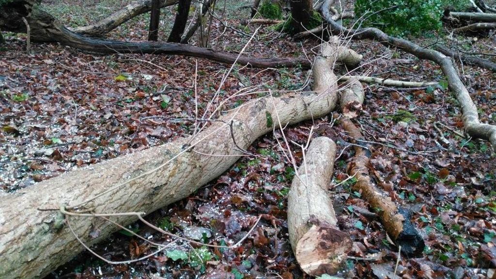 The trunk of a diseased ash tree laid on the floor of a woodland