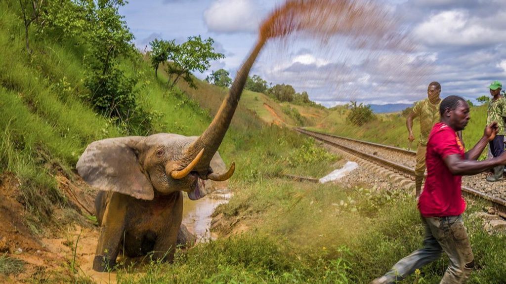 A baby elephant spraying with its trunk as a man runs away