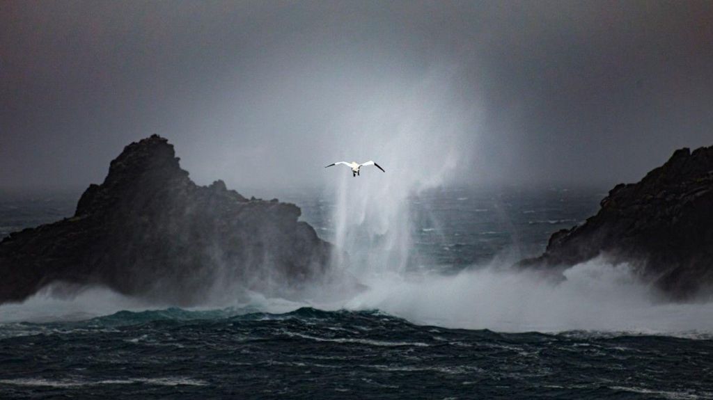 Jennifer Rogers' photo of a gannet flying during Storm Isha in Cornwall