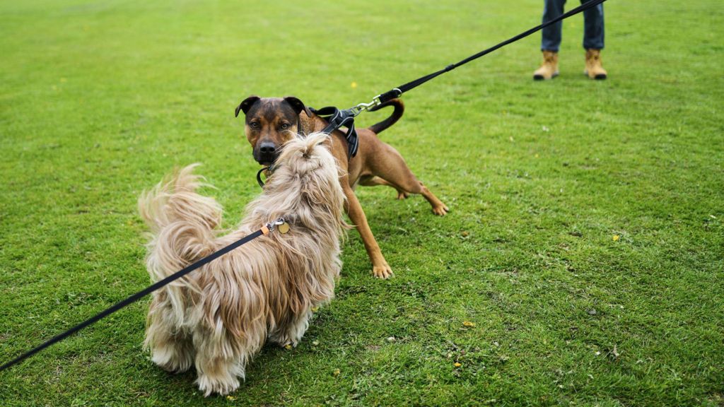 Two dogs on leads facing each other on grass, one a small, long-haired light-coloured dog and the other a larger brown dog in a harness,