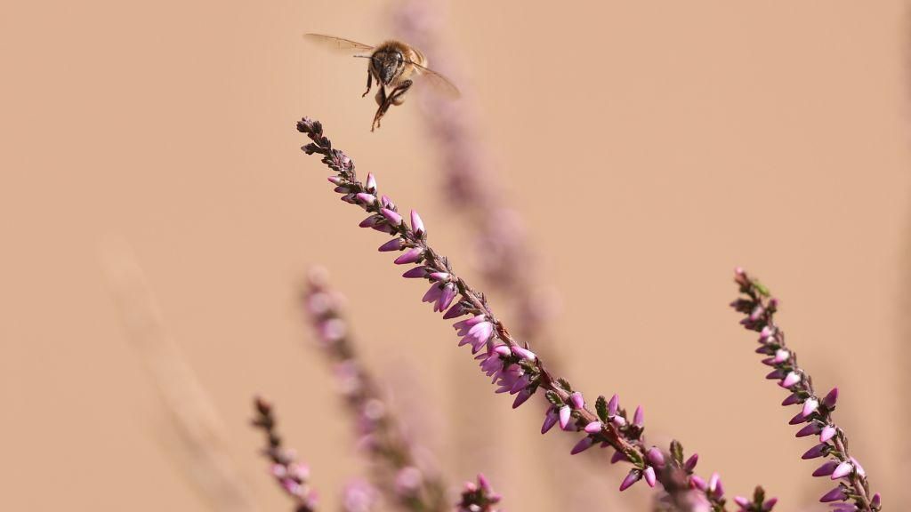 Bee in Tadworth, Surrey