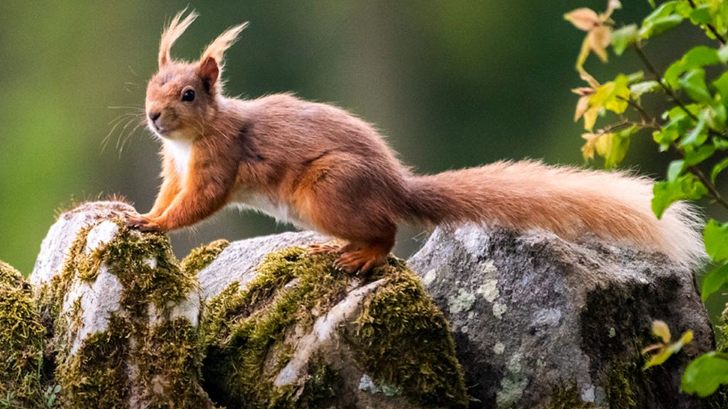 A red squirrel posing on a rock