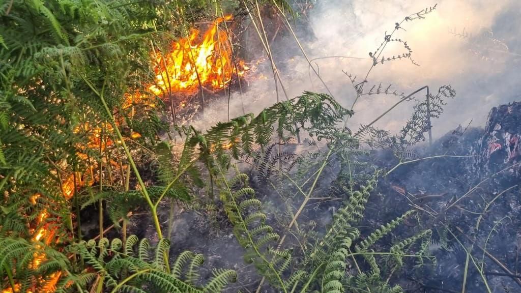A close up of ferns on fire at Boveridge Heath with blackened ground and smoke