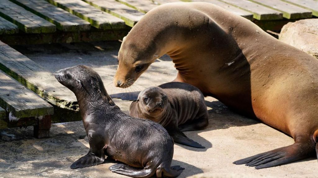Two baby sea lions next to a mature female. 