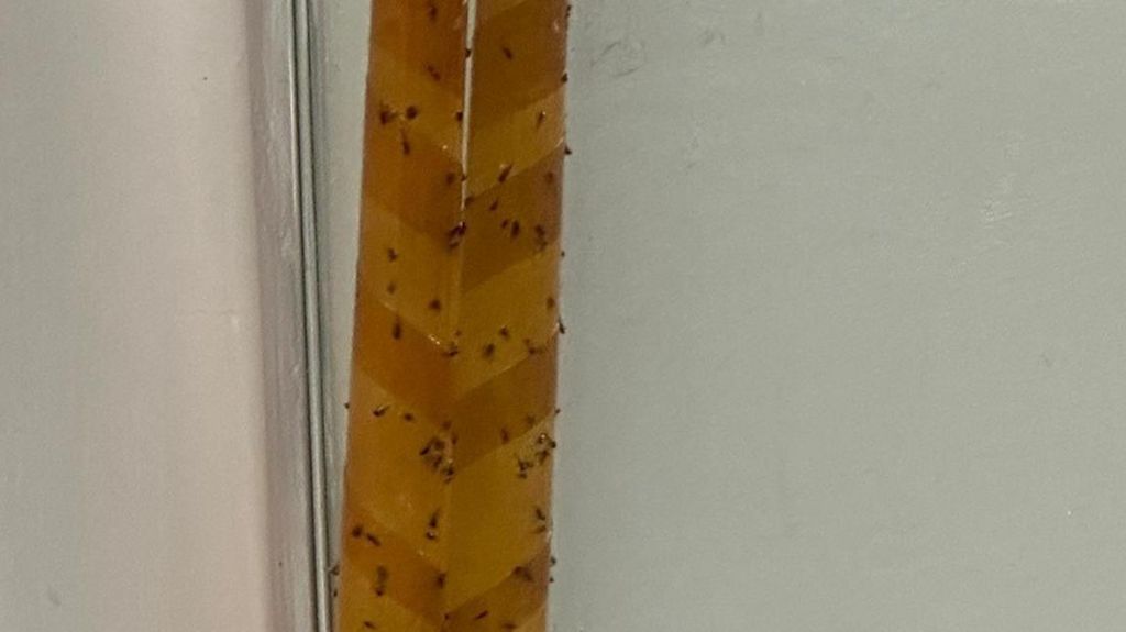 A strip with insects stuck on it.