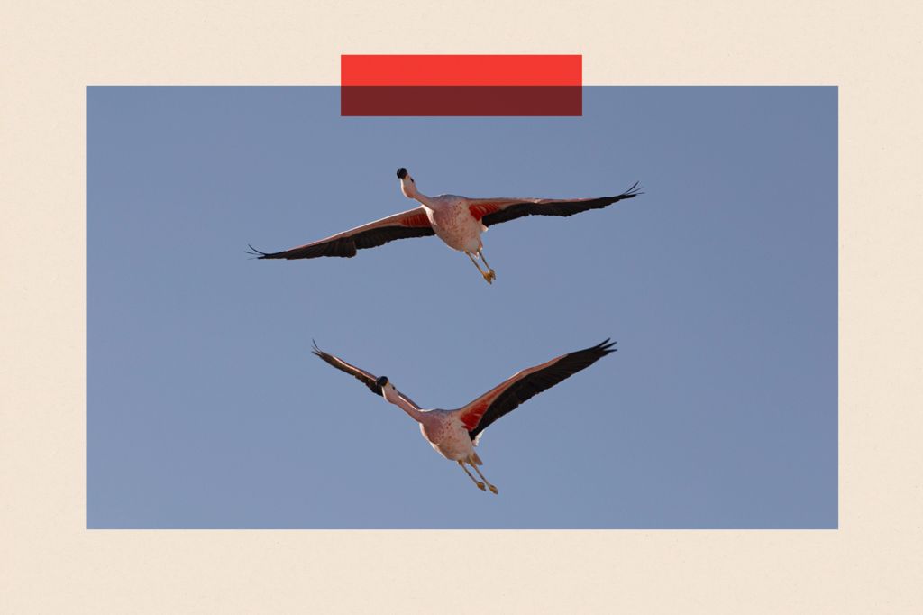 Flamingos fly in Laguna Chaxa in Salar de Atacama, Chile