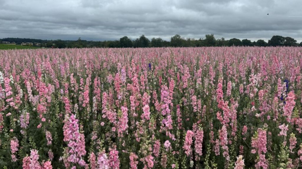 A field of pink flowers