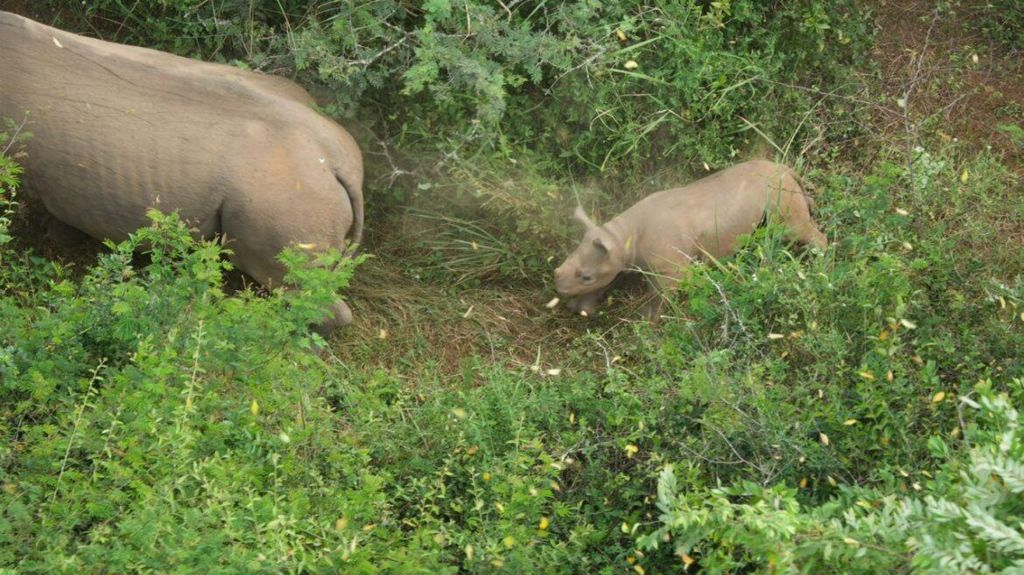 Two rhinos in green grassland