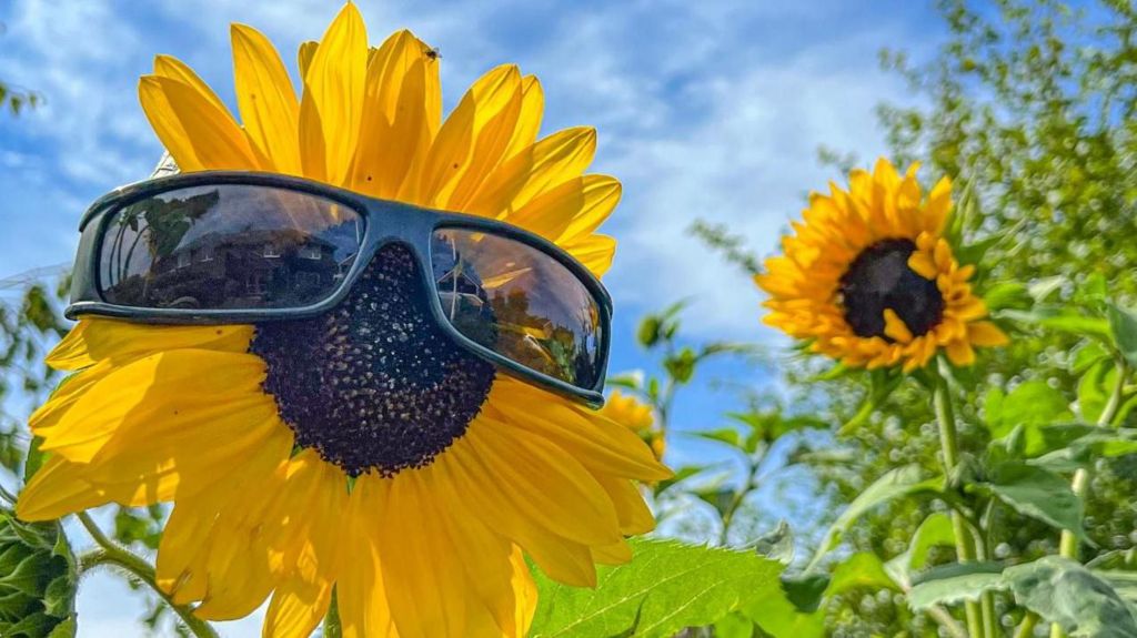 A close-up shot of a sunflower wearing a pair of black sunglasses, with a smaller sunflower behind it