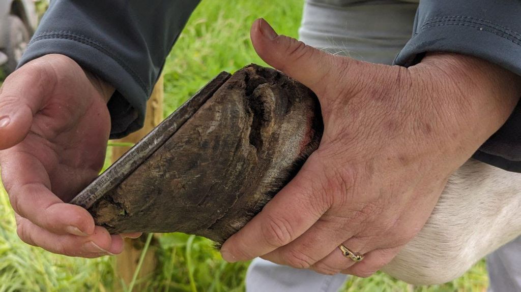 Person holding the hoof of horse in need of care