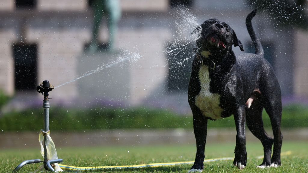 A black dog enjoys getting splashed with water from a grass sprinkler during the hot weather.