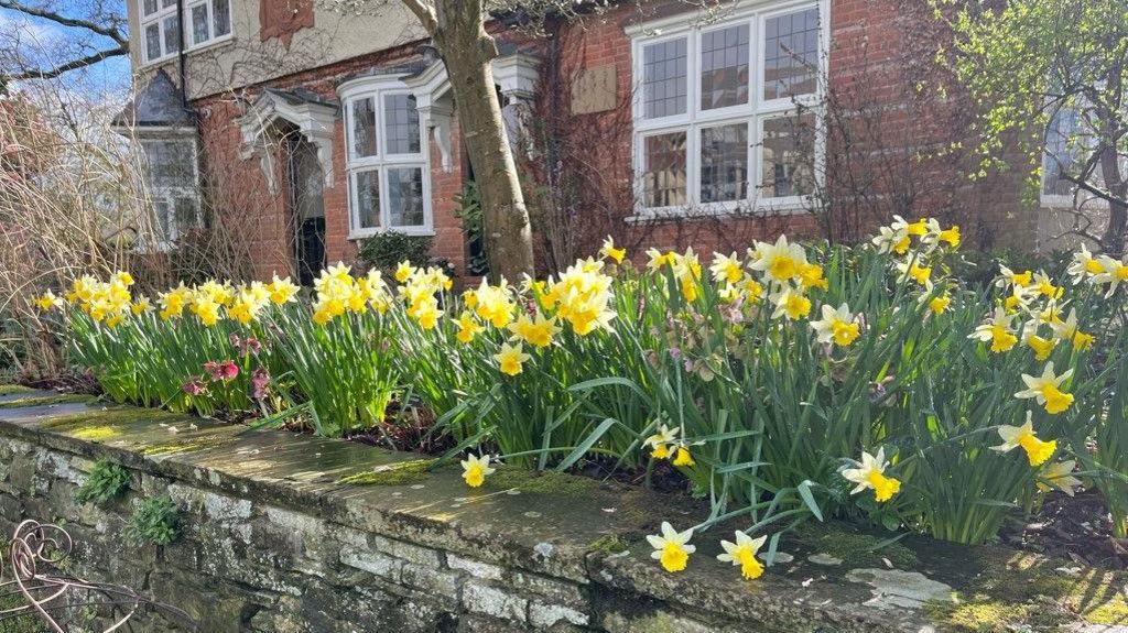 RHS Garden Wisley daffodils