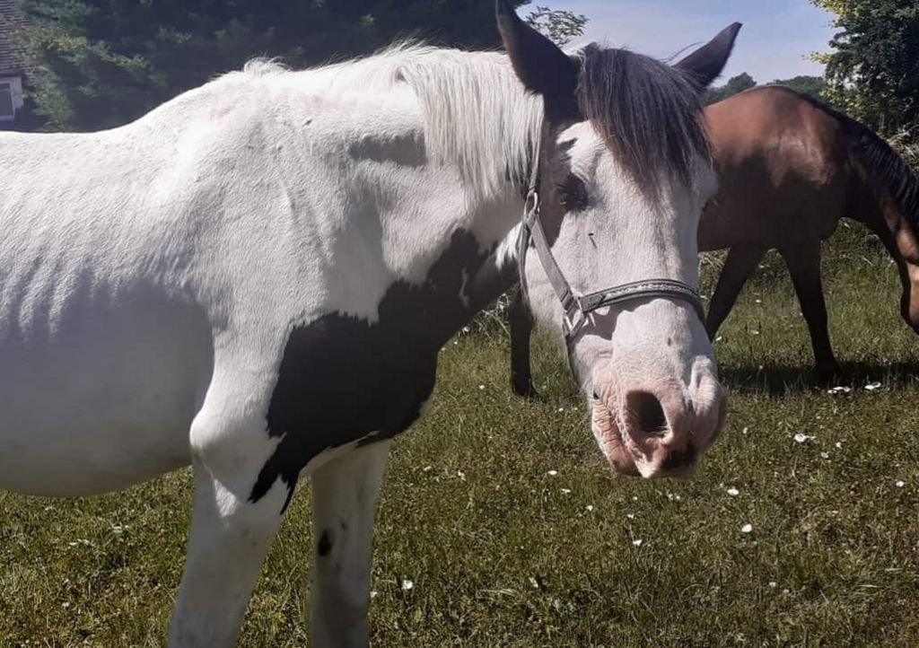 Murphy the horse