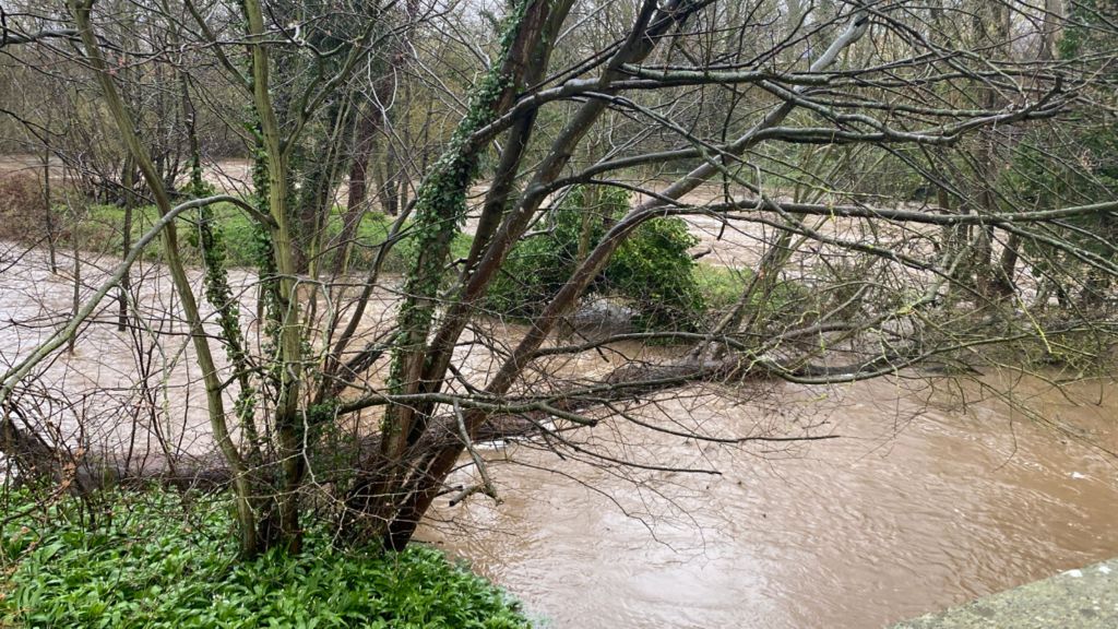 A very swollen river with trees down