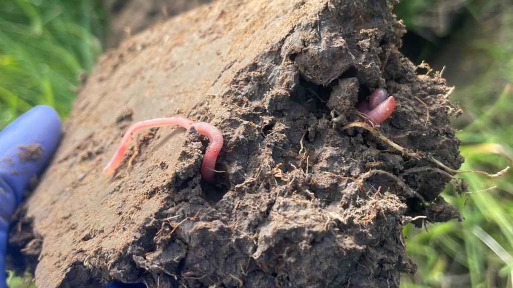 A lump of soil with earthworms peeping out, being held in someone's hand