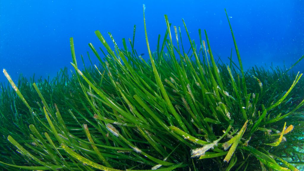 Sea grass