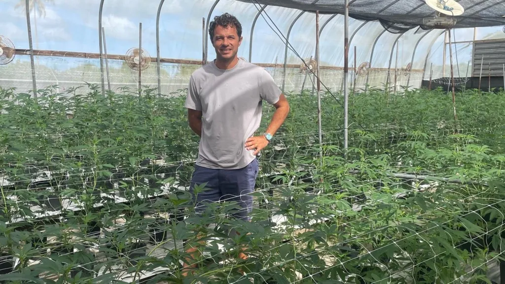 Cannabis cultivator Michaelus Tracey stands surrounded by the crop at his farm in Antigua