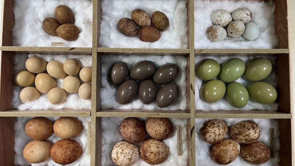 Various birds' eggs laid out in box