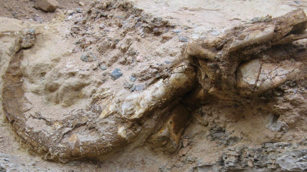 A Duonychus claw prior to excavation sat in sandy coloured stone. Brown fossil is visible amid the sand and grey chunks of stone.