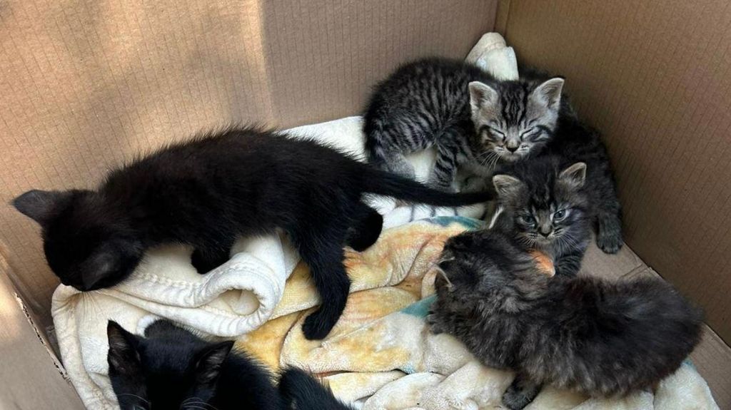 Tabby and black kittens in a cardboard box with some blankets on the ground of the box.