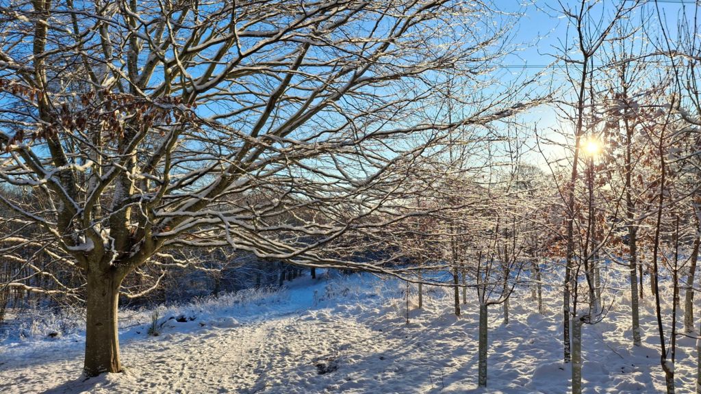 The sun shines on trees in a snowy woodland