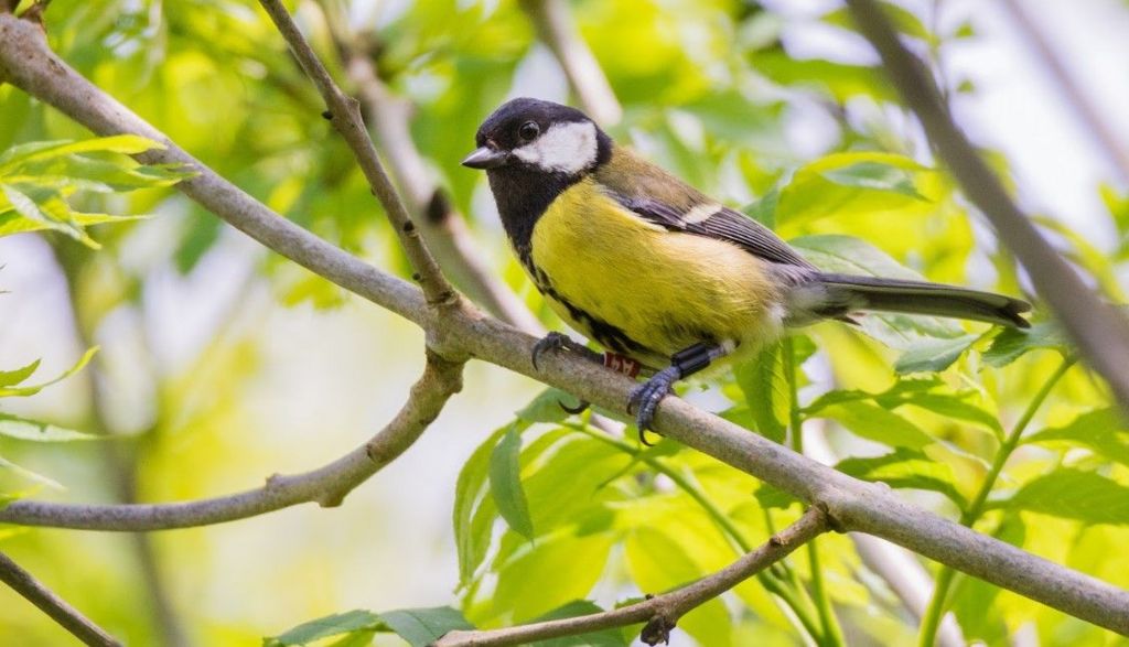 A great tit wearing a radio frequency tag as part of a study