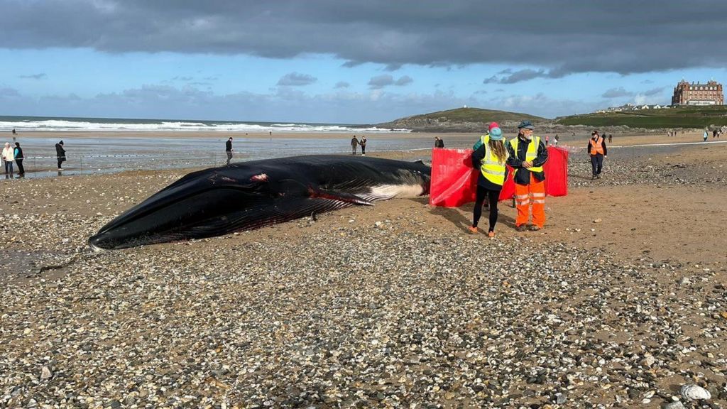 Whale on Fistral beach