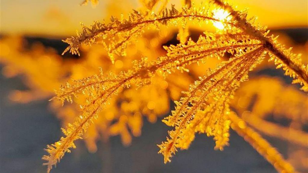 The sun shines on some frosty tree branches