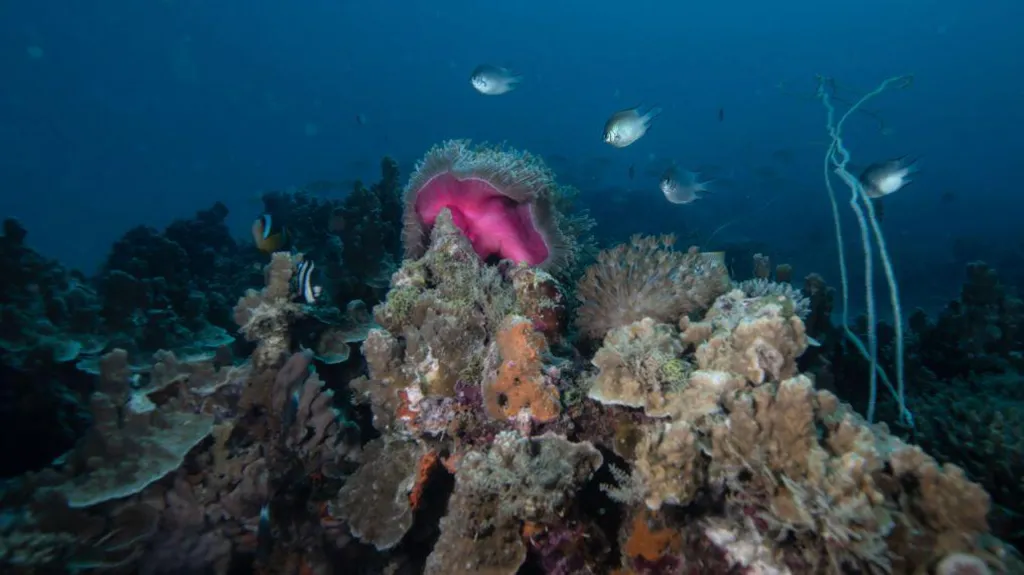 How islanders are saving their Indian Ocean coral reef