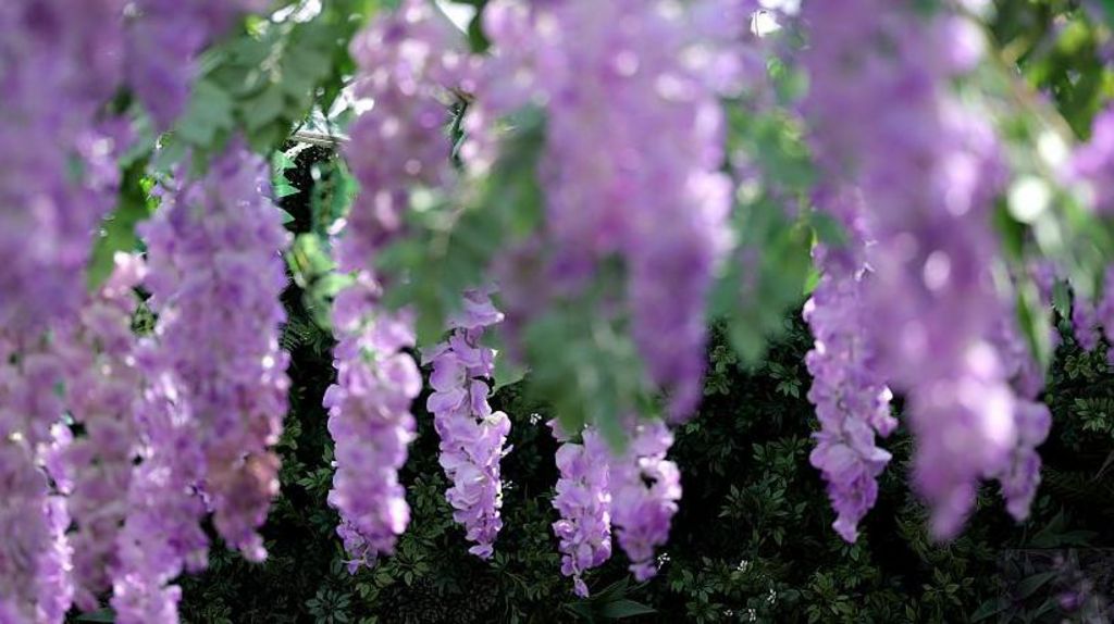 Wisteria flowers - photo taken at the Wimbledon tennis championships summer 2025