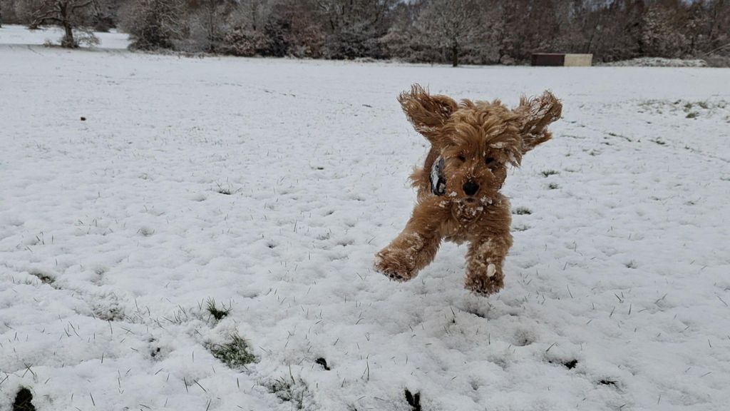 Laura Sabourn's puppy enjoying the snow in Leeds on Tuesday