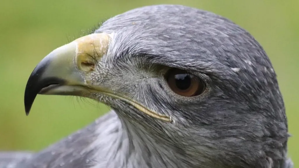 Foto de Cillian, el águila azul chilena