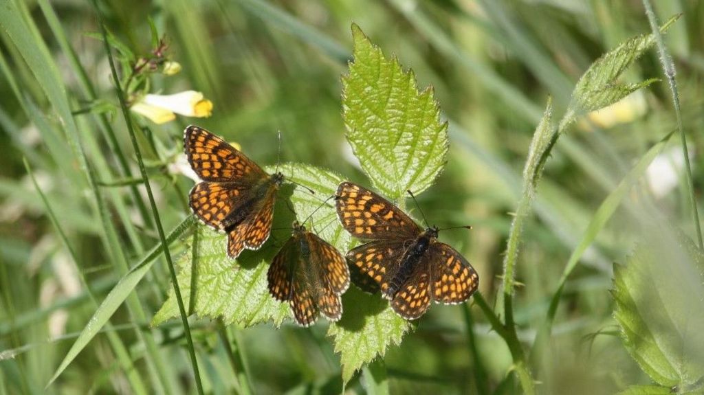 Three heath fritillary butterflies sitting on plant