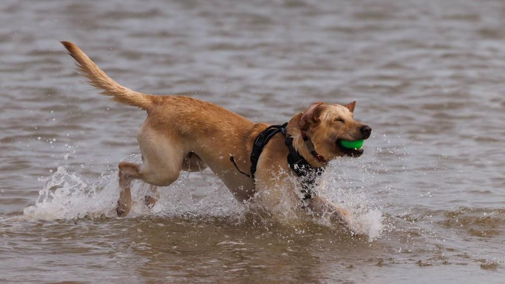 A dog in the sea