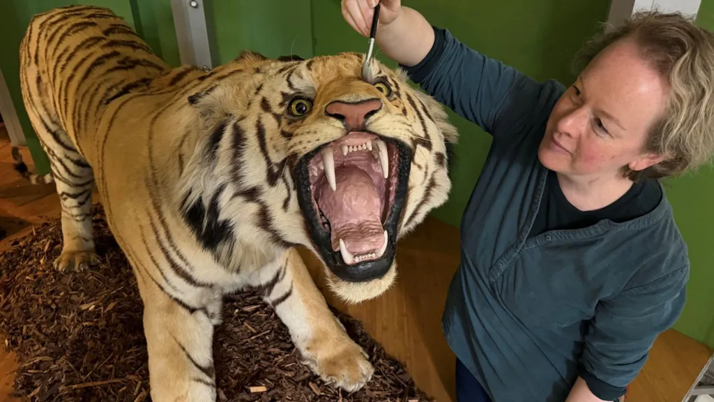 El tigre gigante del museo recibe una limpieza minuciosa.