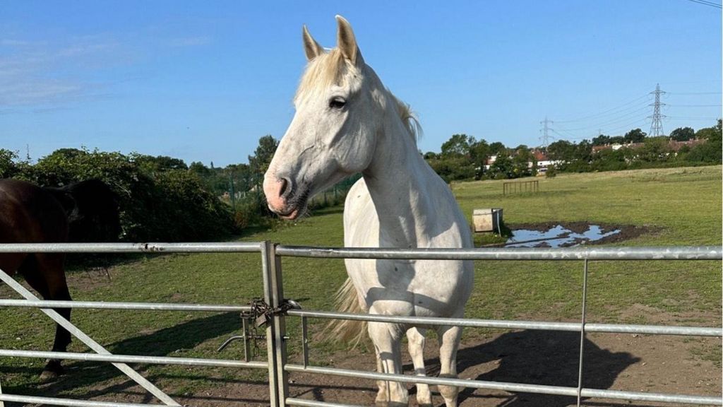 White horse at a field gate