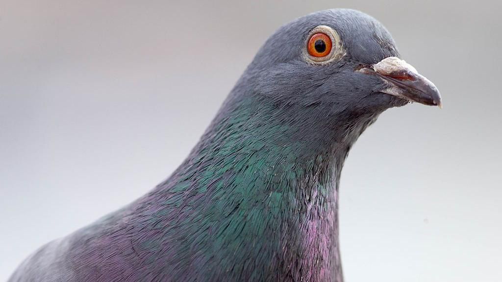 Close-up image of a pigeon