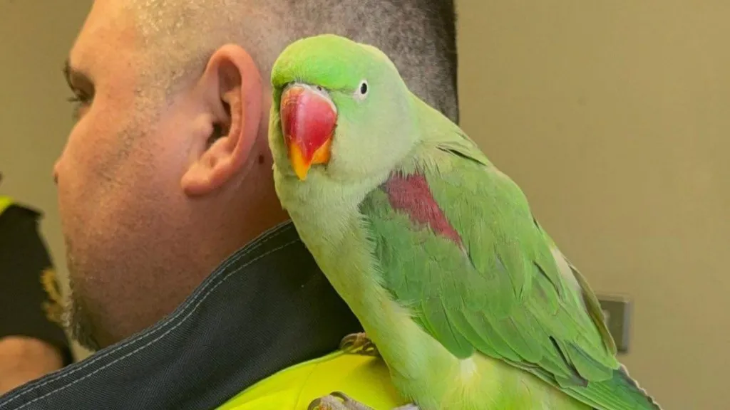 Alexandrine Parakeet Reunited with Owner After Airport Adventure