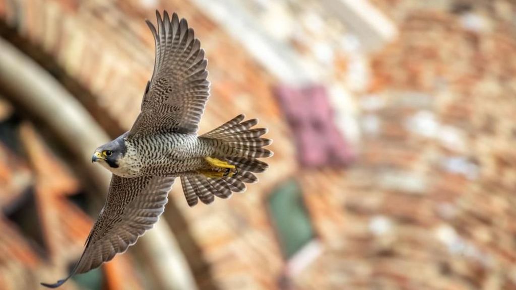 Adult Peregrine in flight near St Albans Cathedral
