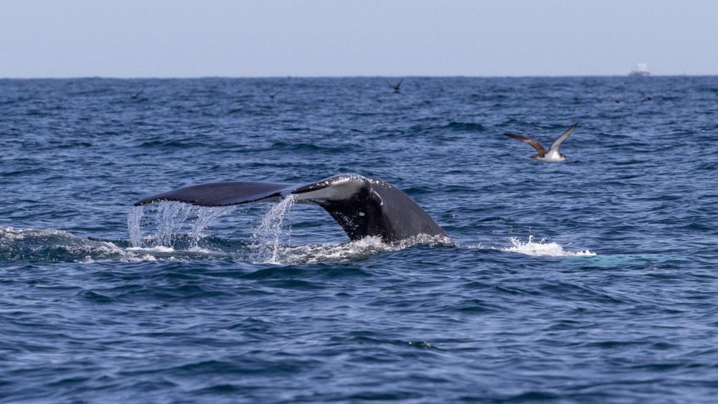 Two Humpback Whales Spotted In Channel Islands - BBC News