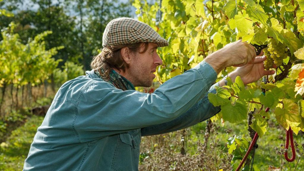 An Essex wine producer attending his crops.