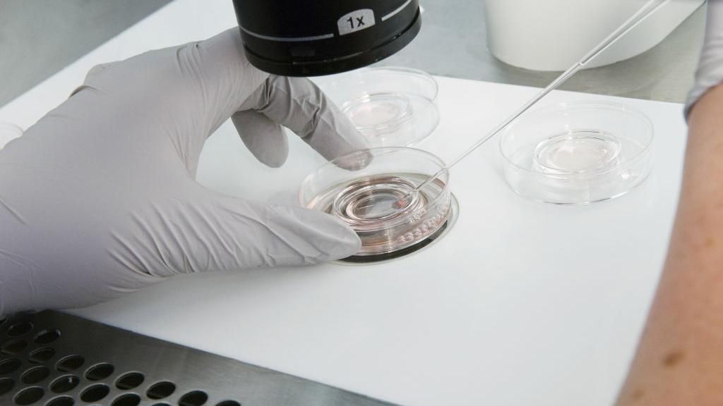 A gloved hand holds a petri dish under a microscope