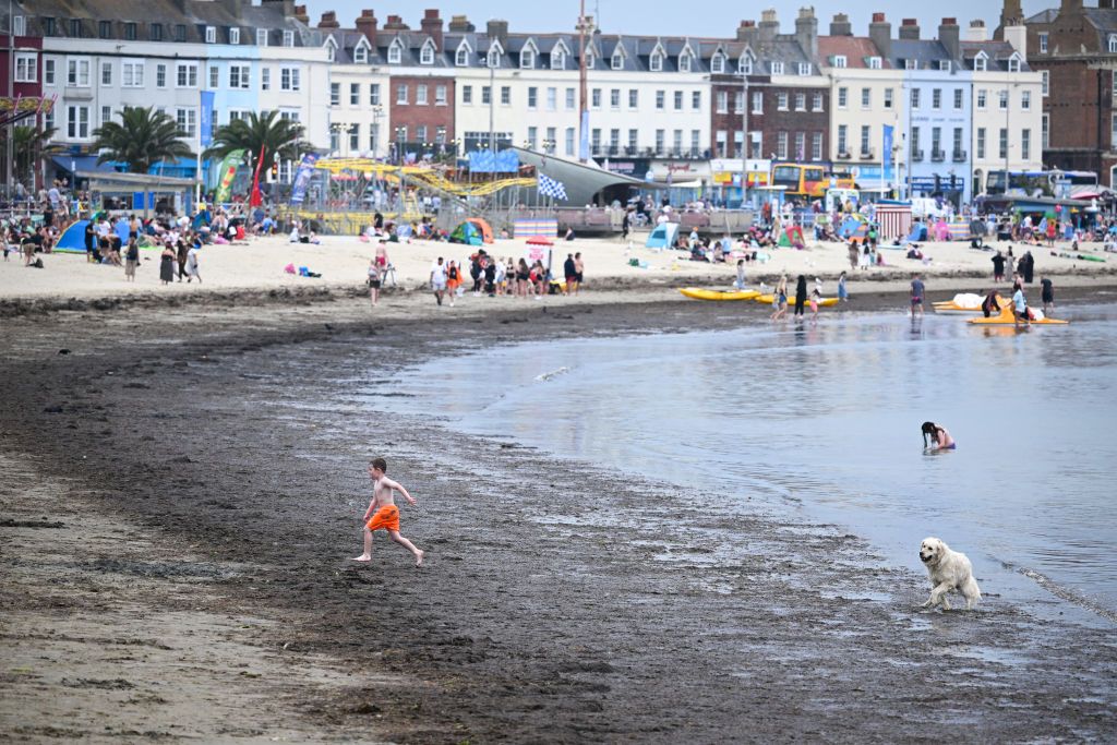 A child and dog walk through seaweed on Weymouth beach
