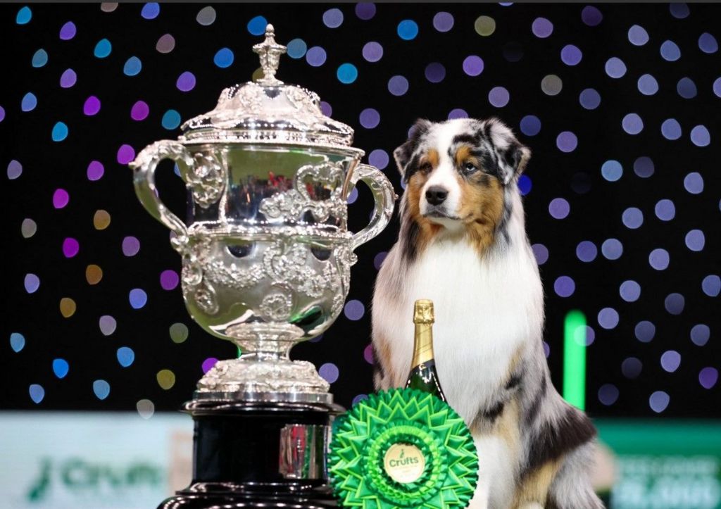 Viking sits next to the Crufts trophy