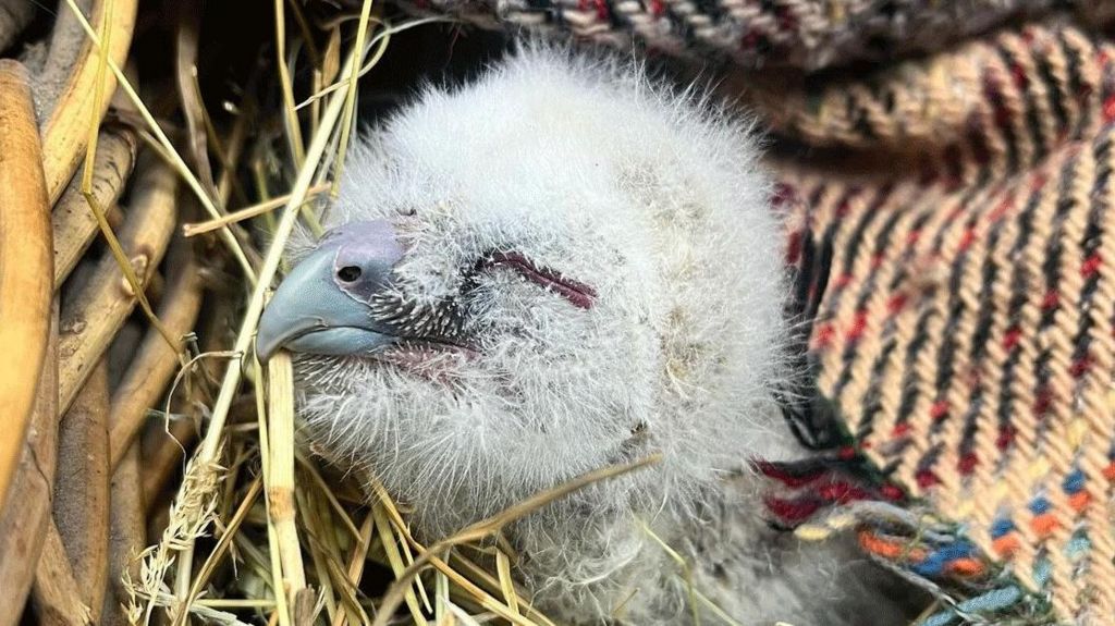 A baby owl is shown with its eyes closed. It has white fluffy fur