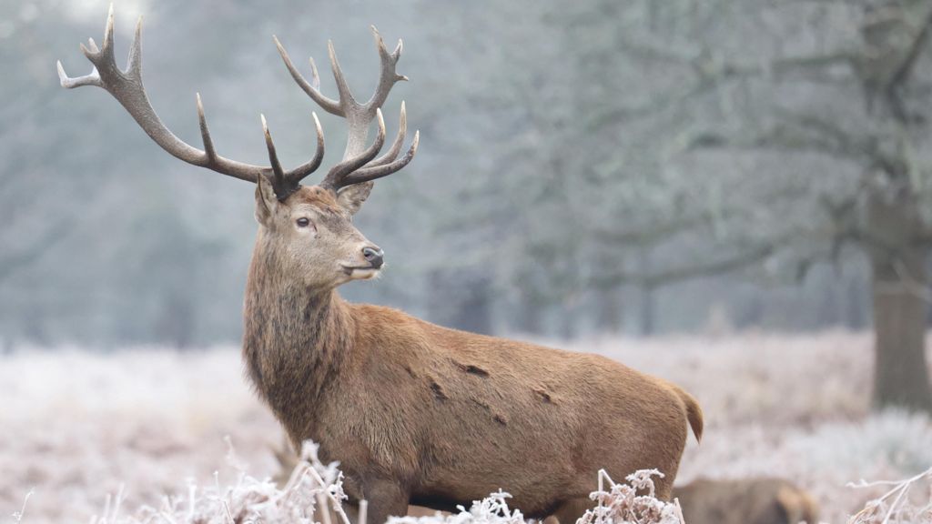 A stag looks out across a frosty scene in Richmond Park, West London. The trees and grasses surrounding him shimmer with white ice.