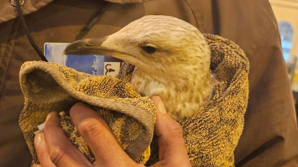 A young herring gull wrapped in a blanket and being held in a person's hand