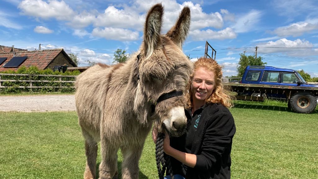 Norman the donkey with guardian Chloe in a field with blue sky