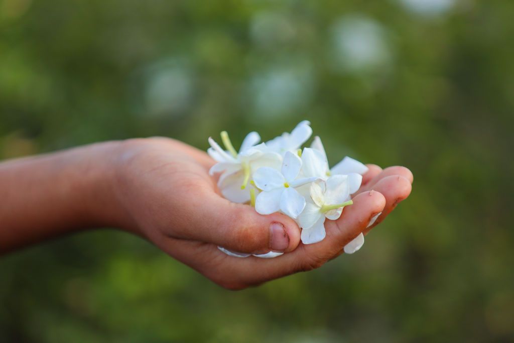 A person holds jasmine petals in their hand.